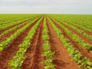 Do Campo para o Mercado – LinkGente Liga!