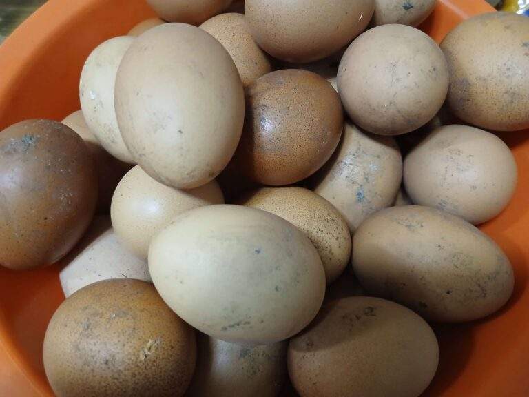 Disponibilizo ovos caseiros